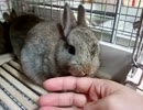 仔うさぎ成長日記（15）生後41日目～42日目