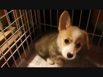 赤ちゃんコーギーがやってきた！