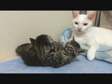 宇宙猫かあさん(オス)、サトイモ子猫兄弟の猫レスリングに乱入する