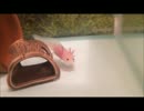 ウーちゃんの成長記録part16