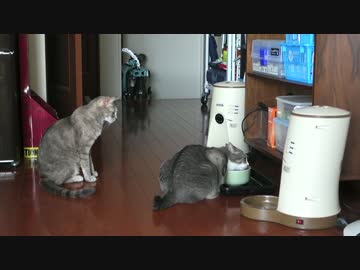 【モアクリ】 行列のできる水飲み場