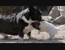 【闘犬】体重差10倍の絶体絶命な相手にも果敢に立ち向かう小犬の動画。