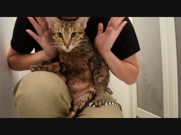 【ティガロビ生活記】猫を水責めしてみた(ティガー編)