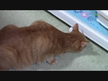 拾いねこ＠生後1196/1163日目　ケージの下にはなにがあるのかな？