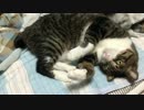 うちの猫の寝姿を撮影してみた（１０月１４日）
