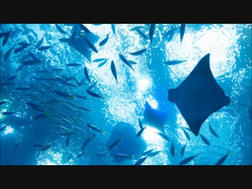 【耳コピ】skyfish【堀江由衣】