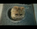 ペルシャ猫もネコだもん　ぺしぺし　ふたたび