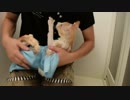 【ティガロビ生活記】猫を水責めしてみた(ロビン編)