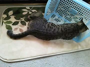 猫とかご