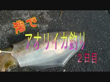 港でアオリイカ釣り２日目　謎のブロガー現る！
