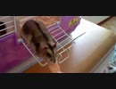 ハムスターにクッキーをあげないでみた