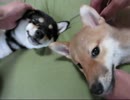 柴犬りょうのココ掘れワンワン！(１５年１０月１５日)