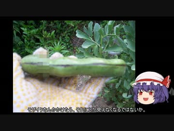 ゆっくり農民17ソラマメを育ててみませんか？