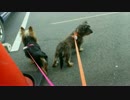 紅葉見ながら散歩する犬達