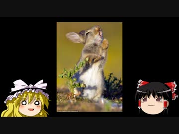 そうだよ 便乗 ニコニ コモンズ
