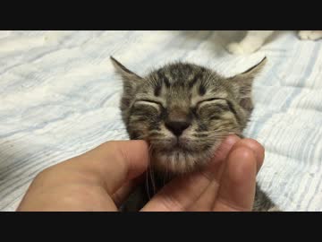 子猫の笑顔を一分間