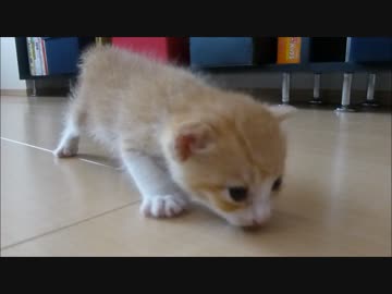 赤ちゃん猫の一日の様子です