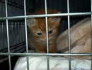 ウチの赤ちゃん猫