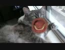 MEOW