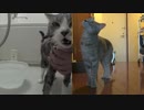 【モアクリ】 猫っ風呂（2015・秋）