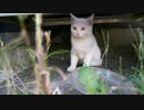 人見知りの白猫