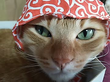 次郎さんに頭巾をかぶせてみた