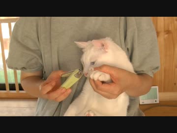 くるねこ大和20151016