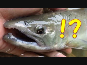 【４０センチオーバー！？】なんだこのイワナは…たまげたなあ。