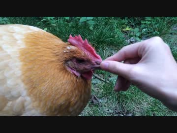 ニワトリをなでなでする