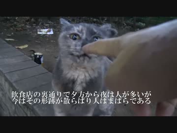 (´・ω・`)顔の白猫、懐こくなくなる