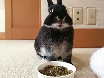 仔うさぎ成長日記（16）生後43日目