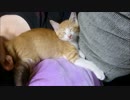 飼い主に尻を向けて爆睡zzz安心しすぎだろ～～～～～