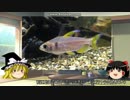 【ゆっくり解説】～ゆっくり熱帯魚紹介～【アフリカンテトラ編第四弾】