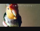コザクラインコのくうねるあそぶ！