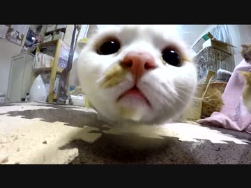 【マンチカンズ】グラスの中の猫たち