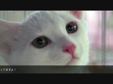 ジャンくんゆかりの保護猫譲渡会「ねこざんまい」に行ってきました