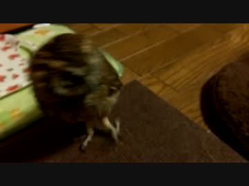 猫とフクロウ 3