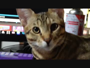 【ティガロビ生活記】猫とコメ返し(募集編)