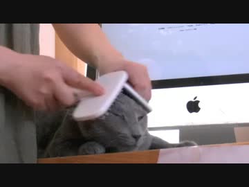 くるねこ大和20151017