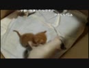 保護仔猫配信20150819(1)