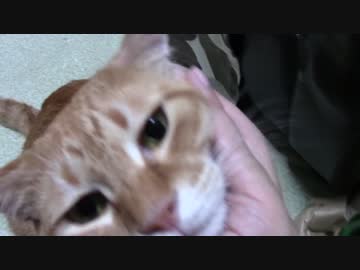 拾いねこ＠生後1199/1166日目　お土産も届きました。