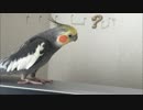 【オカメインコ】ダースベイダーのテーマを教えてさらに4ヶ月後