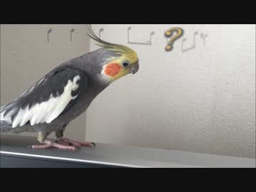 【オカメインコ】ダースベイダーのテーマを教えてさらに4ヶ月後
