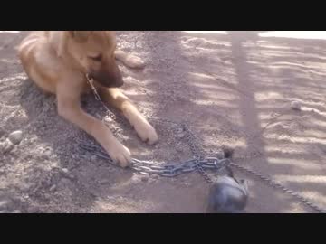 子犬の取ってこい練習3(セルフ)
