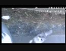 10.17井上の魚釣り.mp4