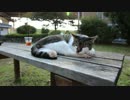 もふもふにゃんこちゃん