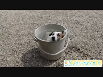 【夏休みの自由研究】 水バケツに飛び込む♀犬をひと夏の間観察してみた