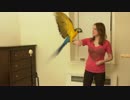 インコの本気OOO＃８
