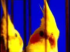 The Art Of Noise - The Art of Debussy Short Film (Part 2 of 3)