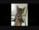 捨て猫の名前決まりました